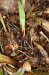 Purple sedge